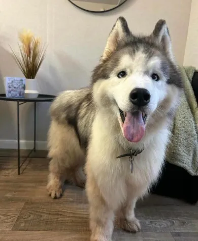 Olives second time at the groomers today  I started putting some shape into her face preparing her for a proper groom next time - Before